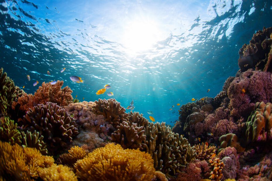 Underwater shot of vivid coral reef with fishes